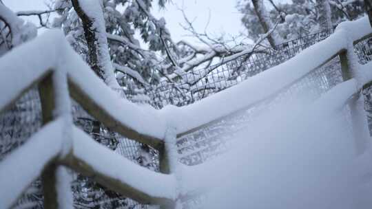 冬天雪景树林雾凇