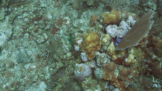 科苏梅尔海底生物