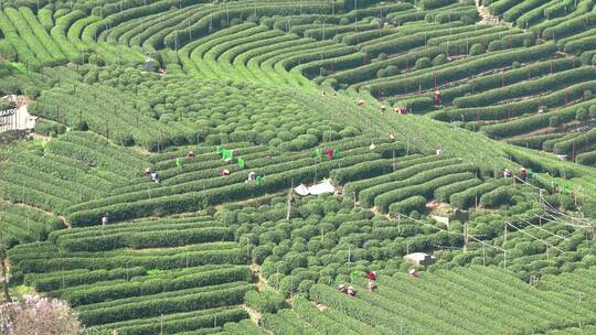 杭州翁家山春天茶园茶农采茶风景