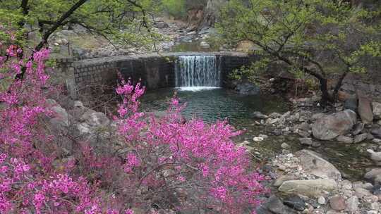 春雨滋润，泰山彩石溪桃花盛开