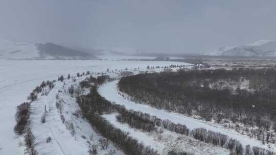 大兴安岭春天湿地红柳雪花飘落