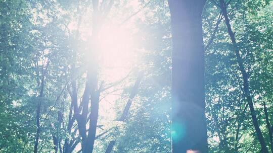 阳光照射森林景观
