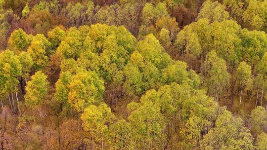快进X10 航拍大兴安岭金色秋天