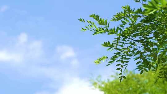 蓝天白云 夏天清新天空 日系天空