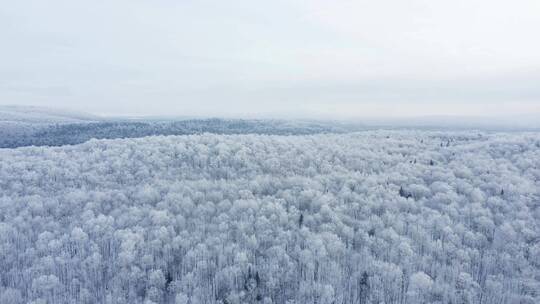 北方雪凇松林冬日美景航拍