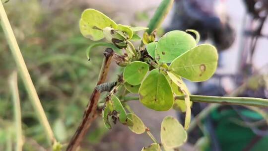 决明子植物种子