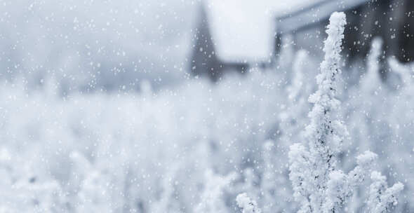 雪 下雪 大雪 暴雪 雪花 飘雪 白雪