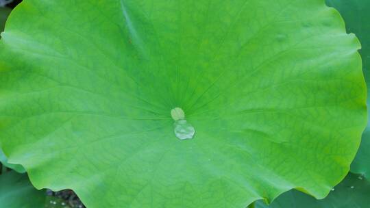 下雨荷叶上的水珠露珠露水