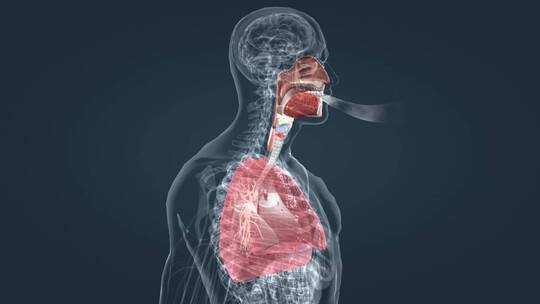 人体三维肺部呼吸呼气吸气肺功能展示动画