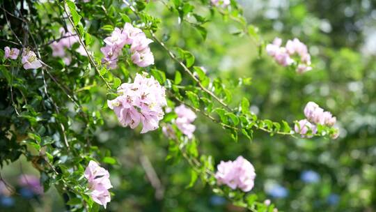 三角梅鲜花花朵微距特写