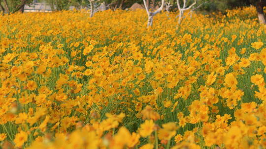 夏日野菊花盛开蓝天白云