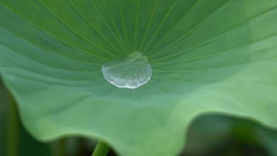 白洋淀 荷花