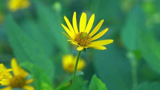 黄花菊芋