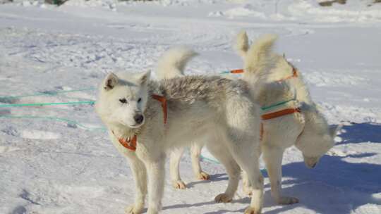 雪橇犬、哈士奇、马具、雪