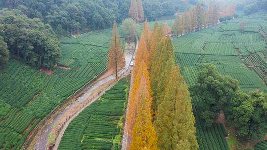 秋天水杉林公路秋色航拍