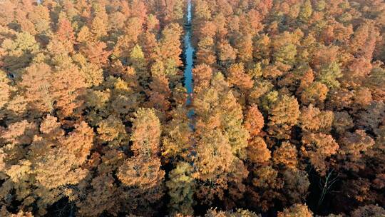 冬天武汉涨渡湖红色水上森林水杉