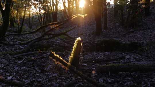 黄昏暖暖阳光照进森林的青苔树干上