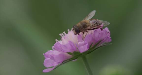 悬停苍蝇，花苍蝇，Syrphid苍蝇，昆