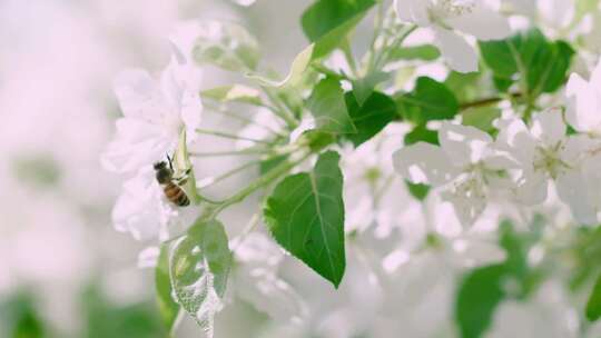 微距蜜蜂采花视频素材模板下载