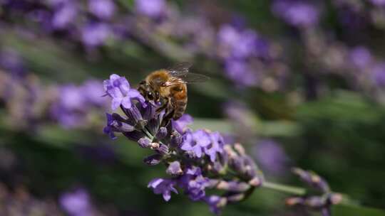 蜜蜂在薰衣草上采蜜