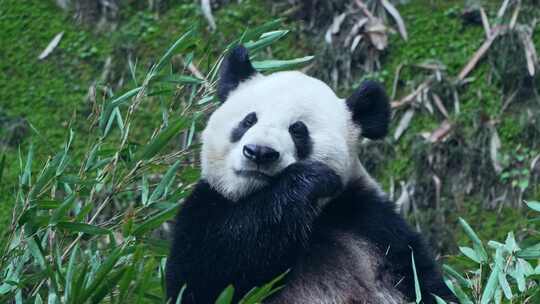 动物园大熊猫吃竹子视频合集