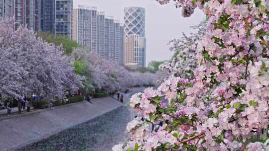 北京望京海棠花溪