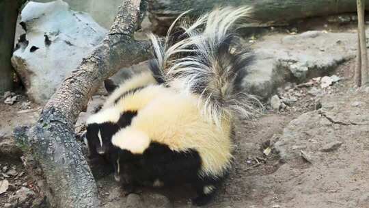 臭鼬在岩石旁活动的素材
