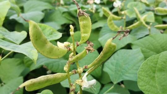 梅豆子植物特写