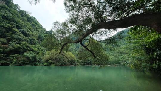 广西柳州龙潭公园池塘边树荫