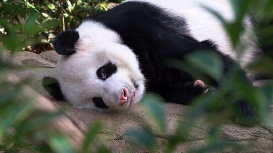 4K-睡懒觉的国宝大熊猫