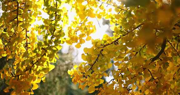 秋季美景 金黄色的树叶