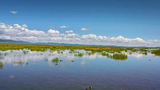 阿坝若尔盖花湖湿地