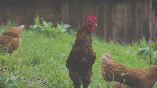 自由放养的鸡在乡村农场散步视频素材模板下载