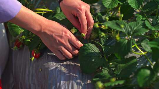 春天果园里采摘草莓