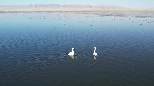 青海青海湖湖面鸟类航拍视频