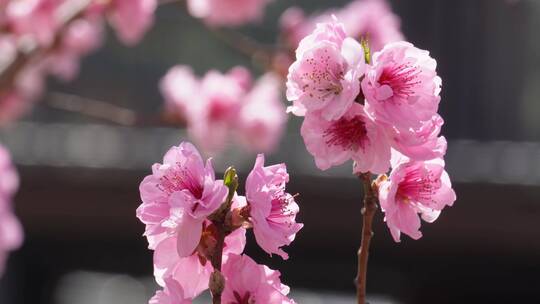 微距特写鲜花桃花粉色花朵