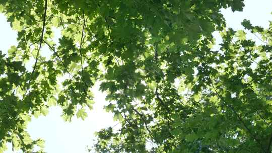 夏日阳关穿过树叶