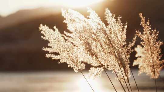 湿地芦苇荡芦苇随风飘动逆光光影