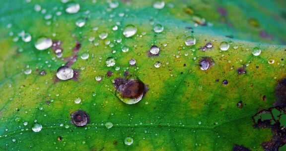 雨后荷叶上的露水珠