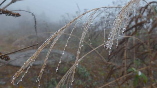 寒冷冬季荒草上水滴结冰