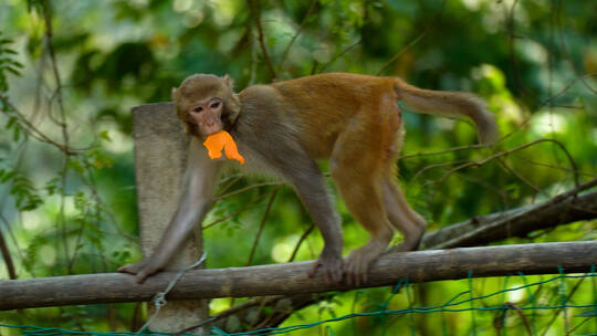 龙虎山猴子吃东西猕猴恒河猴