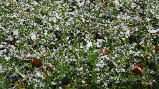 冬天初冬大雪纷飞，雪花飘落在植物上