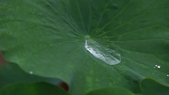 下雨天池塘里的荷花，雨中荷花荷叶