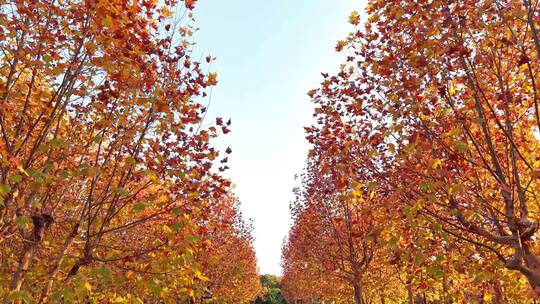 秋天枫树停车场 秋景枫树枫叶停车场
