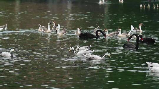 水里一群大雁