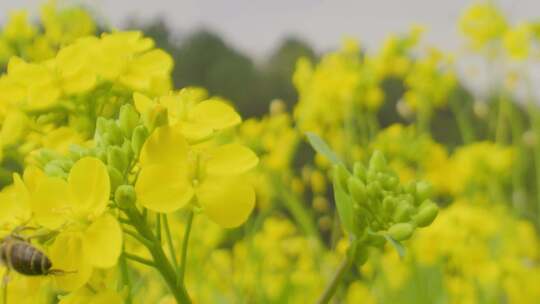 蜜蜂采蜜 油菜花 蜂蜜 蜂糖 养蜂人