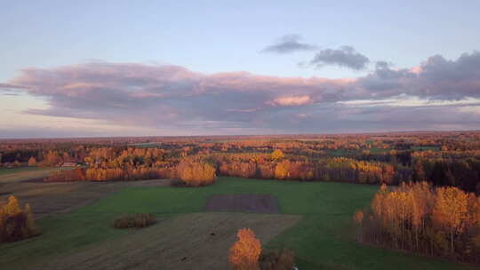 在金色的夕阳下飞向欧洲拉脱维亚乡村草地上的森林