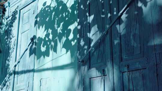 蓝色墙面上的树叶光影