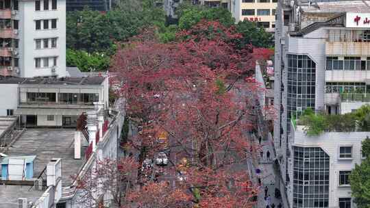 航拍广州陵园西路木棉花