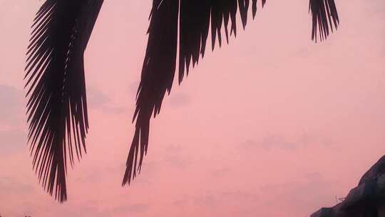 夕阳植物剪影粉色天空傍晚唯美